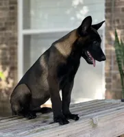 Irwin, a male Belgian Malinois for sale in St. Petersburg, FL – Photo 4 of 4