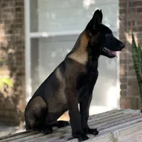 Irwin, a male Belgian Malinois for sale in St. Petersburg, FL – Photo 1 of 4