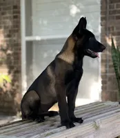 Irwin, a male Belgian Malinois for sale in St. Petersburg, FL – Photo 1 of 4