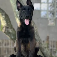 Irwin, a male Belgian Malinois for sale in St. Petersburg, FL – Photo 2 of 4