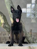 Irwin, a male Belgian Malinois for sale in St. Petersburg, FL – Photo 2 of 4