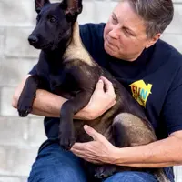 Lucifer, a male Belgian Malinois for sale in St. Petersburg, FL – Photo 1 of 3