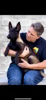 Lucifer, a male Belgian Malinois for sale in St. Petersburg, FL – Photo 1 of 3