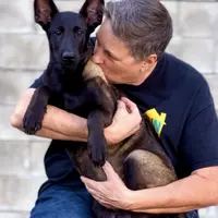 Lucifer, a male Belgian Malinois for sale in St. Petersburg, FL – Photo 3 of 3