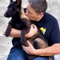 Lucifer, a male Belgian Malinois for sale in St. Petersburg, FL – Photo 2 of 3