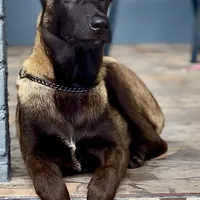 Bruce, a male Belgian Malinois for sale in St. Petersburg, FL – Photo 1 of 2