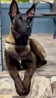 Bruce, a male Belgian Malinois for sale in St. Petersburg, FL – Photo 1 of 2