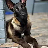 Bruce, a male Belgian Malinois for sale in St. Petersburg, FL – Photo 2 of 2