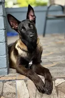 Bruce, a male Belgian Malinois for sale in St. Petersburg, FL – Photo 2 of 2