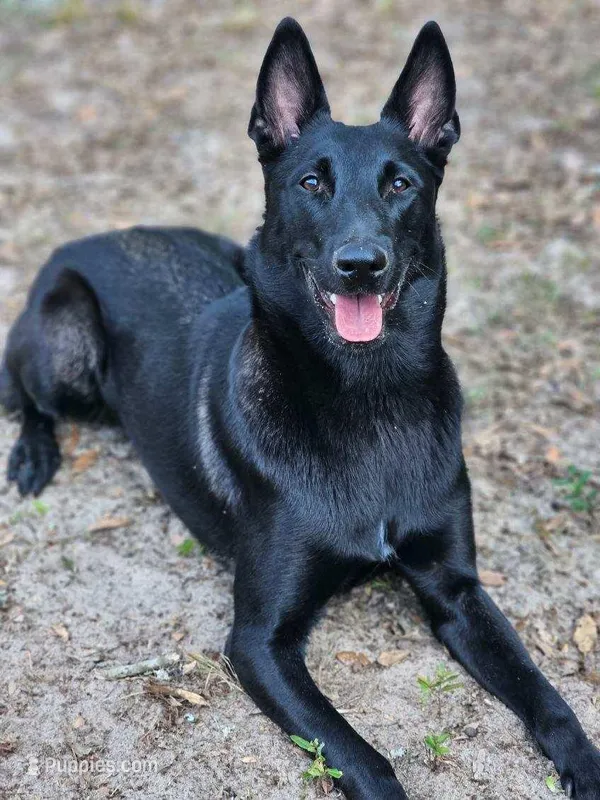 Bertha – Belgian Malinois puppy on hold in St. Petersburg, FL