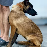 Oleg , a male Belgian Malinois for sale in St. Petersburg, FL – Photo 2 of 3