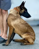 Oleg , a male Belgian Malinois for sale in St. Petersburg, FL – Photo 2 of 3