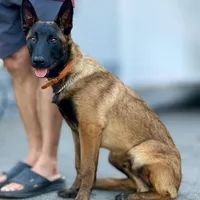 Oleg , a male Belgian Malinois for sale in St. Petersburg, FL – Photo 1 of 3