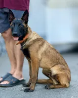 Oleg , a male Belgian Malinois for sale in St. Petersburg, FL – Photo 1 of 3