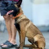 Oleg , a male Belgian Malinois for sale in St. Petersburg, FL – Photo 3 of 3