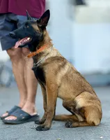 Oleg , a male Belgian Malinois for sale in St. Petersburg, FL – Photo 3 of 3