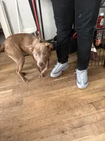 Sahara , a female American Pit Bull Terrier for sale in Broad Channel, NY – 1 of 10