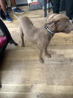 Sahara , a female American Pit Bull Terrier for sale in Broad Channel, NY – 2 of 10