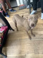 Sahara , a female American Pit Bull Terrier for sale in Broad Channel, NY – 7 of 10