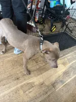 Sahara , a female American Pit Bull Terrier for sale in Broad Channel, NY – 3 of 10
