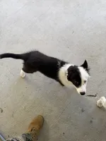 Marlee , a female Border Collie for sale in Jacksonville, NC – 5 of 5