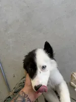 Marlee , a female Border Collie for sale in Jacksonville, NC – 4 of 5