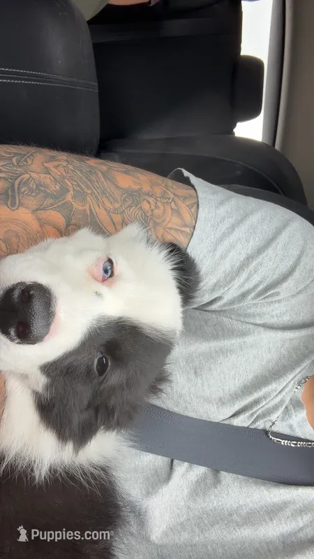 Marlee  – Border Collie puppy for sale in Jacksonville, NC