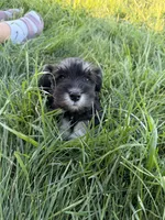 Poppy, a female Miniature Schnauzer for sale in Bennett, CO – 1 of 4