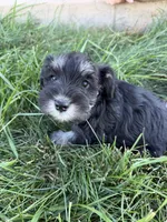 Poppy, a female Miniature Schnauzer for sale in Bennett, CO – 4 of 4