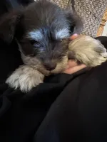 Violet, a female Miniature Schnauzer for sale in Bennett, CO – Photo 1 of 3