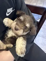 Violet, a female Miniature Schnauzer for sale in Bennett, CO – Photo 2 of 3