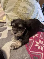 Violet, a female Miniature Schnauzer for sale in Bennett, CO – Photo 3 of 3