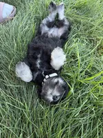 Poppy, a female Miniature Schnauzer for sale in Bennett, CO – 3 of 4