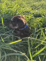 Baxter, a male Miniature Schnauzer for sale in Bennett, CO – 3 of 3