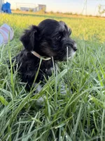 Poppy, a female Miniature Schnauzer for sale in Bennett, CO – 2 of 4