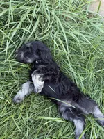 Tucker, a male Miniature Schnauzer for sale in Bennett, CO – 2 of 2