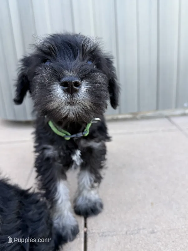 Piper – Miniature Schnauzer puppy for sale in Bennett, CO