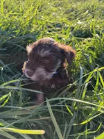 Baxter, a male Miniature Schnauzer for sale in Bennett, CO – 2 of 3