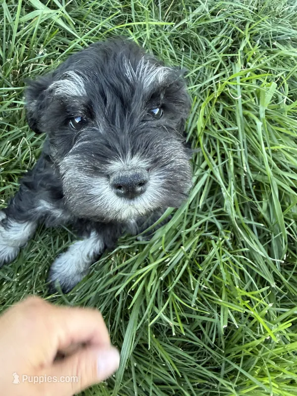 Tucker – Miniature Schnauzer puppy for sale in Bennett, CO