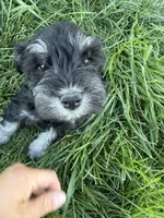 Tucker, a male Miniature Schnauzer for sale in Bennett, CO – 1 of 2