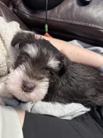 Klaus, a male Miniature Schnauzer for sale in Bennett, CO – Photo 1 of 3