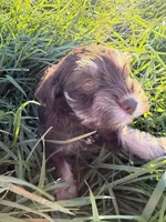 Baxter, a male Miniature Schnauzer for sale in Bennett, CO – 1 of 3