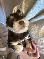 Klaus, a male Miniature Schnauzer for sale in Bennett, CO – Photo 3 of 3