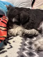 Klaus, a male Miniature Schnauzer for sale in Bennett, CO – Photo 2 of 3