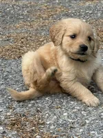 Tucker, a female Golden Retriever for sale in Prosperity, SC – Photo 3 of 3