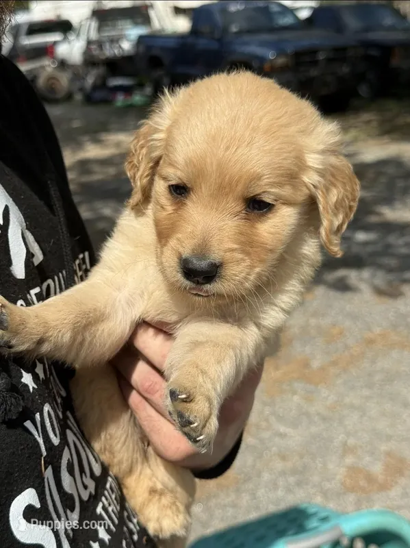 Tucker – Golden Retriever puppy for sale in Prosperity, SC