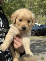 Tucker, a female Golden Retriever for sale in Prosperity, SC – Photo 2 of 3