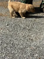 Willow, a female Golden Retriever for sale in Prosperity, SC – Photo 3 of 4
