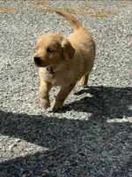 Willow, a female Golden Retriever for sale in Prosperity, SC – Photo 2 of 4