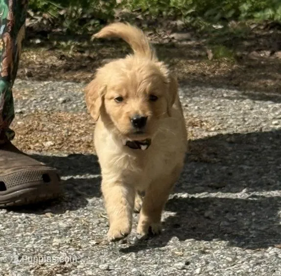Willow – Golden Retriever puppy for sale in Prosperity, SC